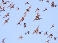 Bats at Sunset